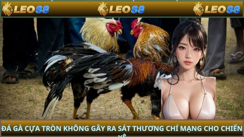Đá gà cựa tròn không gây ra sát thương chí mạng cho chiến kê