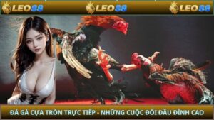 Đá Gà Cựa Tròn Trực Tiếp - Những Cuộc Đối Đầu Đỉnh Cao