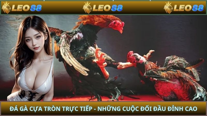 Đá Gà Cựa Tròn Trực Tiếp - Những Cuộc Đối Đầu Đỉnh Cao