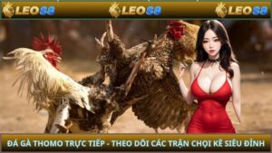 Đá Gà Thomo Trực Tiếp - Theo Dõi Các Trận Chọi Kê Siêu Đỉnh