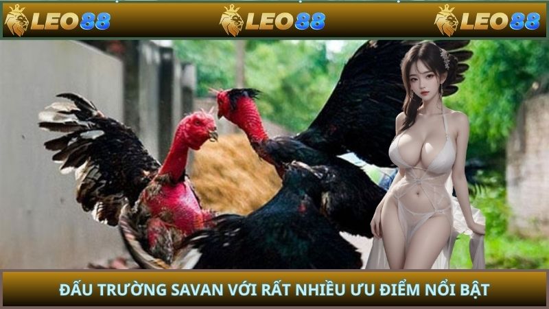 Đấu trường savan với rất nhiều ưu điểm nổi bật