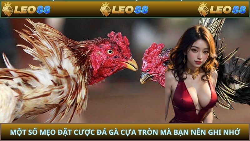 Một số mẹo đặt cược đá gà cựa tròn mà bạn nên ghi nhớ