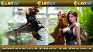 Trường gà savan - Điểm đến giải trí dành cho bet thủ yêu thích chọi gà online